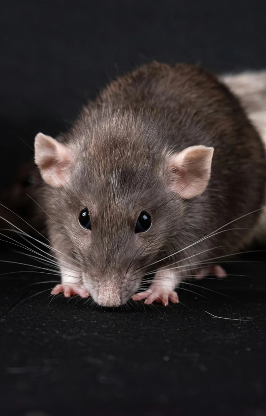 rodent-01-pest